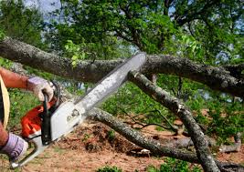 Best Palm Tree Trimming  in Lake Helen, FL